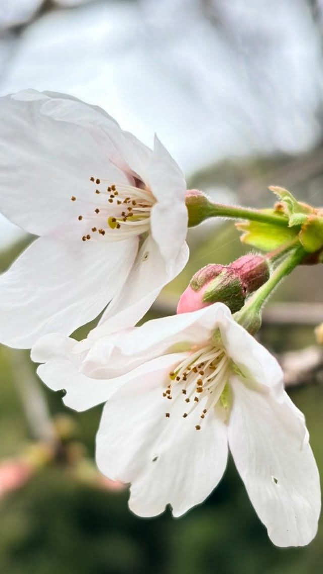 FUKUCAFE鳥栖店
一足早く　庭の桜　開花宣言🌸